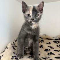 Thumbnail photo of Chamoy #3