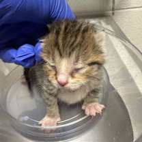 Thumbnail photo of Tina #3