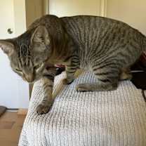 Thumbnail photo of Kitty #2