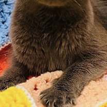 Thumbnail photo of Thistle #1