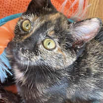 Thumbnail photo of Cardi #1