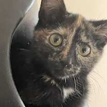 Thumbnail photo of Cardi #3