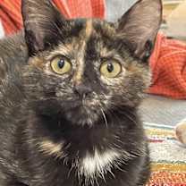 Thumbnail photo of Cardi #4