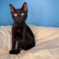 Thumbnail photo of Chimney #1