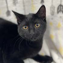 Thumbnail photo of Garlic (Chow Hound Byron Center) #2