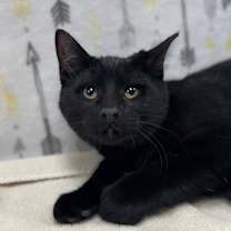 Thumbnail photo of Toast (Chow Hound Byron Center) #2