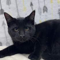 Thumbnail photo of Toast (Chow Hound Byron Center) #3