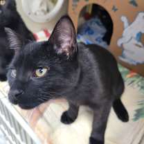 Thumbnail photo of Toast (Chow Hound Byron Center) #4