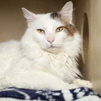 Thumbnail photo of Meno #1