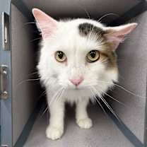 Thumbnail photo of Meno #2