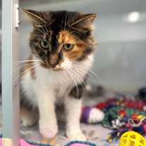 Thumbnail photo of Twinkle Bell  #1