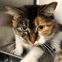 Thumbnail photo of Twinkle Bell  #3