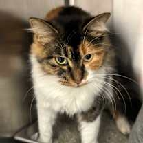 Thumbnail photo of Twinkle Bell  #4