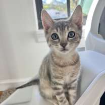 Thumbnail photo of Wilkie #1