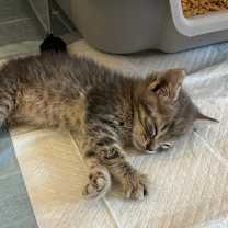 Thumbnail photo of Wilkie #3