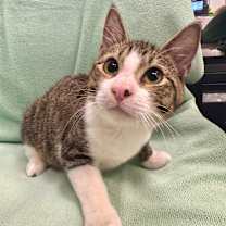 Thumbnail photo of Wormtail #1