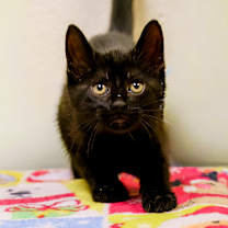 Thumbnail photo of Macaw #1