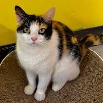 Thumbnail photo of Orla #4