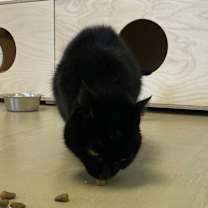 Thumbnail photo of Mieu #3