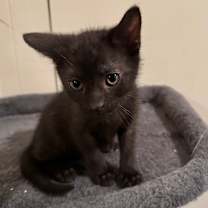 Thumbnail photo of Dullahan #4