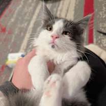 Thumbnail photo of Sonnet #4