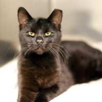 Thumbnail photo of Frankster #2