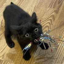 Thumbnail photo of Natchik #2