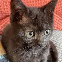 Thumbnail photo of Natchik #4