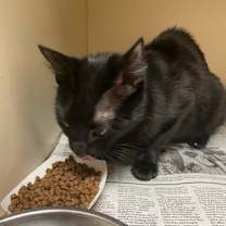 Thumbnail photo of 59941073 #2