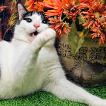 Thumbnail photo of Zuko #3