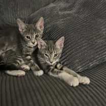 Thumbnail photo of Tia #2