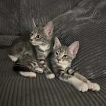 Thumbnail photo of Tia #3