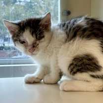 Thumbnail photo of Vernon #1