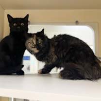 Thumbnail photo of Allen~s25/26-0311i #1