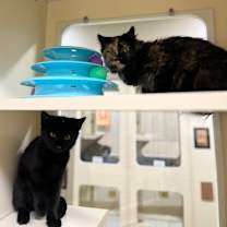 Thumbnail photo of Allen~s25/26-0311i #3