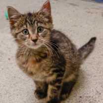 Thumbnail photo of Azalia #3