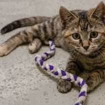 Thumbnail photo of Cupcake #1