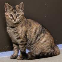 Thumbnail photo of Cupcake #2