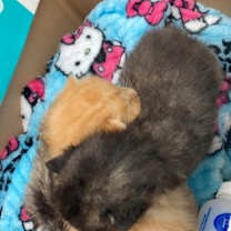 Thumbnail photo of Hammy (Haymich) #3