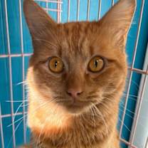 Thumbnail photo of Dorito #1