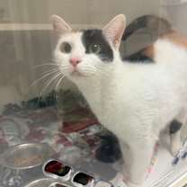 Thumbnail photo of Marvel #1