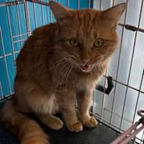 Thumbnail photo of Dorito #3