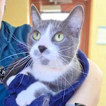 Thumbnail photo of Kitty Pryde #1