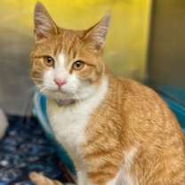 Thumbnail photo of Nugget #2