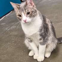 Thumbnail photo of Lyle Menendez #1