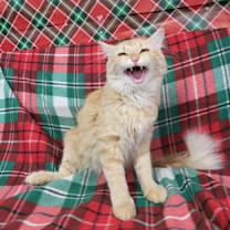 Thumbnail photo of Goldie #2