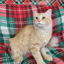 Thumbnail photo of Goldie #3