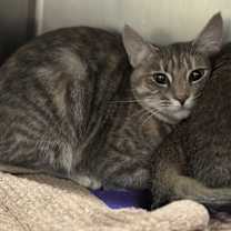 Thumbnail photo of Nutmeg #2