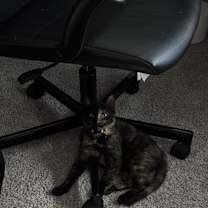 Thumbnail photo of Butters #3