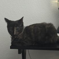 Thumbnail photo of Butters #4